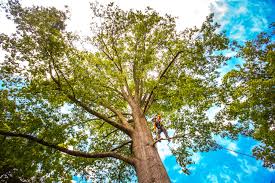 Best Fruit Tree Pruning  in Mcgovern, PA