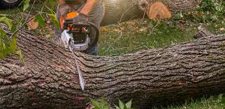 Best Emergency Tree Removal  in Mcgovern, PA