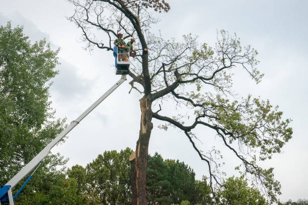 Best Root Management and Removal  in Mcgovern, PA