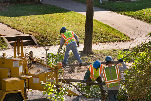 Best Tree Maintenance Programs  in Mcgovern, PA