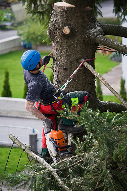 Best Tree and Shrub Care  in Mcgovern, PA