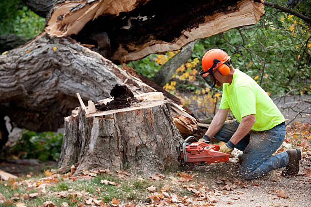 Why Choose Our Tree Removal Services in Mcgovern, PA?